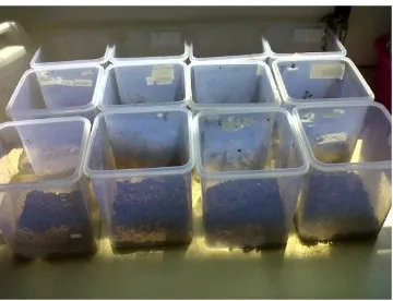 Gambar 3 Media percobaan uji bakteri pada bioremediasi minyak bumi