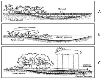 Gambar 1. Proses pembentukan gambut di daerah cekungan lahan basah: a. 