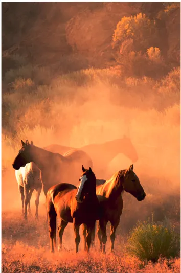 FIGURE 3.12  “Four Horses.” © Jeanne Hatch/Shutterstock