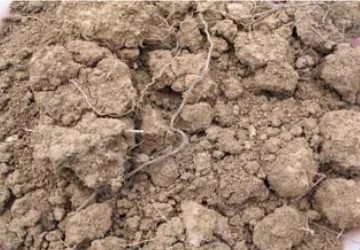 Gambar contoh tanah utuh