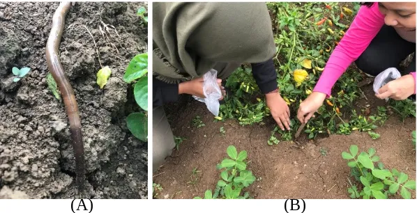 Gambar 1. Biologi tanah (A) keberadaan cacing tanah, (B) pengamatan sifat