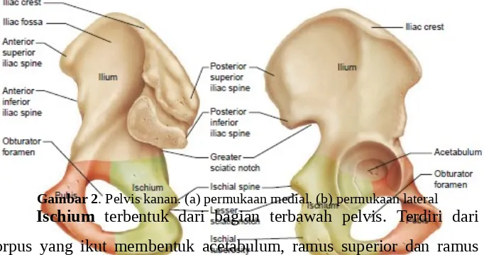 Gambar 1. Anatomi Pelvis