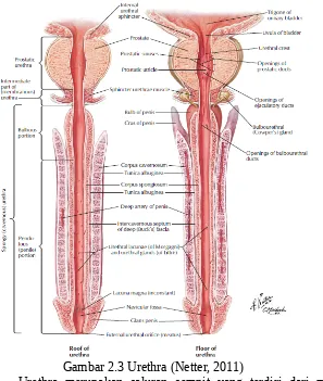 Gambar 2.3 Urethra (Netter, 2011)