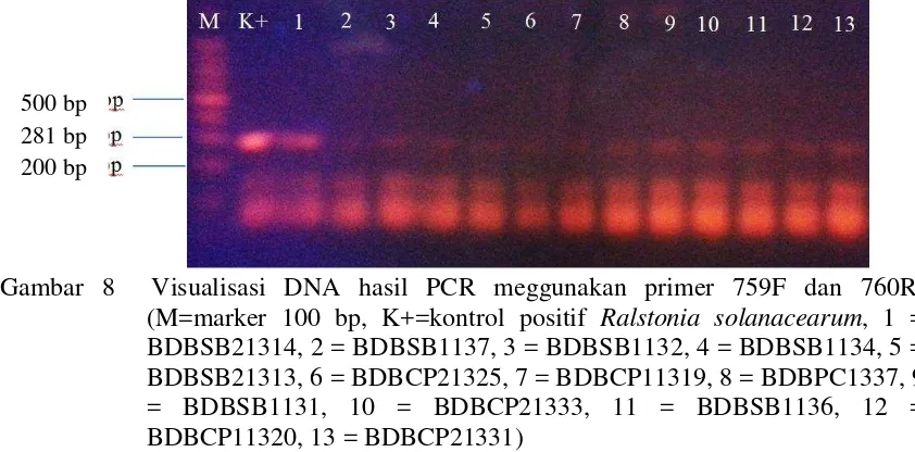 Gambar 8  Visualisasi DNA hasil PCR meggunakan primer 759F dan 760R,  