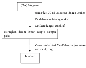 Gambar 4. Skema kerja peremajaan bakteri. 