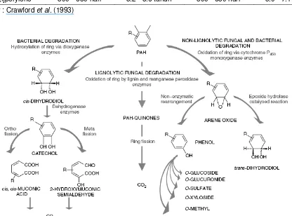 Gambar  2.  Tiga alur utama degradasi PAHs oleh jamur dan bakteri (Cerniglia, 1992) 