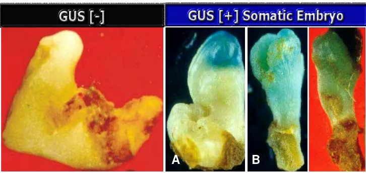 Tabel 6. Respon Eksplan Leaflet, Embrio Axis Tanpa Radikel Tanpa Leaflet, dan Embrio (Transient Assay) Setelah Introduksi Gen Gus