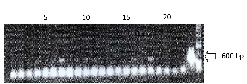 Gambar 3. PCR DNA total dari setengah embrio pada percobaan III dengan menggunakan primer GUS1 & CH4