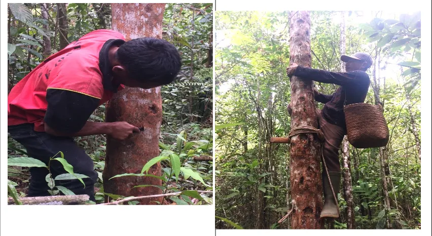 Gambar 1 dan 2: Penduduk Parlilitan yang sedang menoreh pohon kemenyan (Dok. Lapangan)  