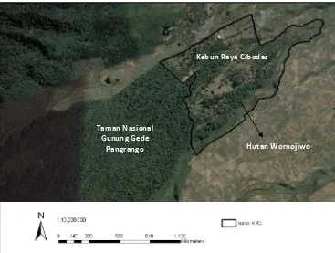 Gambar 1. Lokasi penelitian di hutan Wornojiwo, Cibodas (sumber: Google Earth, 2011)  
