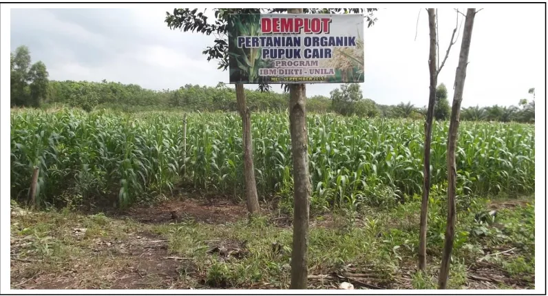 Gambar 3.  Foto demplot padi dengan penerapan teknologi pertanian organik 