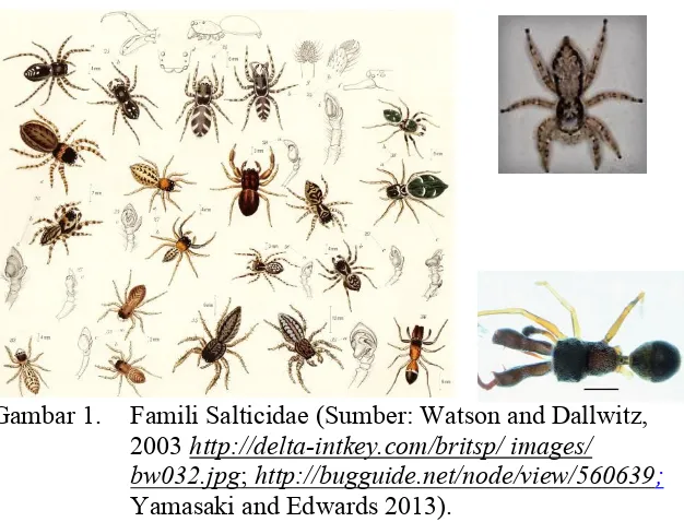 Gambar 1. Famili Salticidae (Sumber: Watson and Dallwitz, 