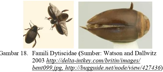 Gambar 18. Famili Dytiscidae (Sumber: Watson and Dallwitz 