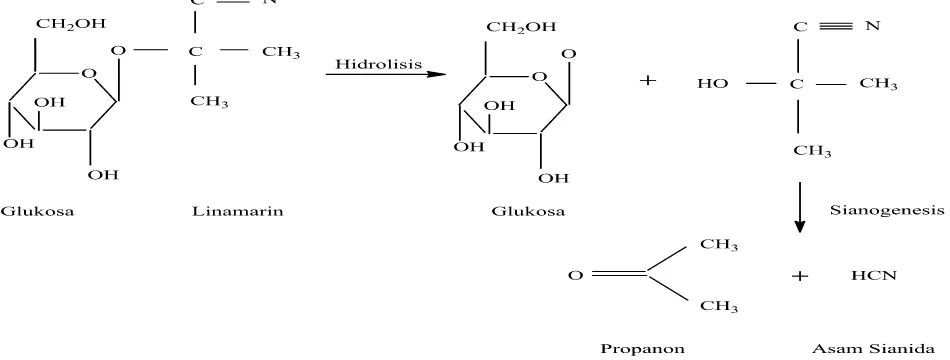 Gambar 1. Mekanisme reaksi pembentukan asam sianida (Crowe & Bradsaw, 2010) 