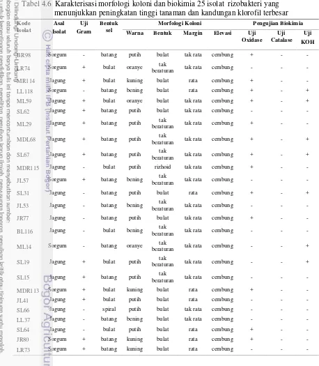 Tabel 4.6 Karakterisasi morfologi koloni dan biokimia 25 isolat rizobakteri yang