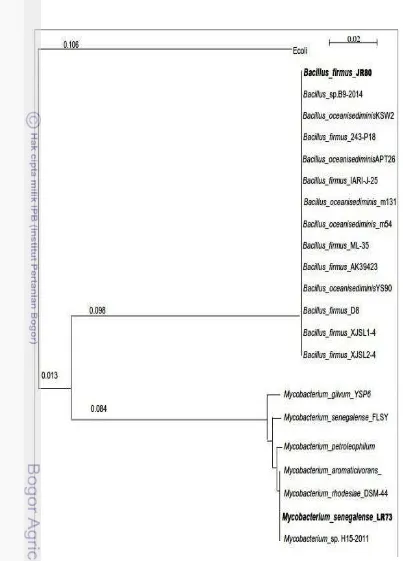 Gambar 4.1 Pohon filogenetik isolat rizobakteri Mycobacterium senegalense