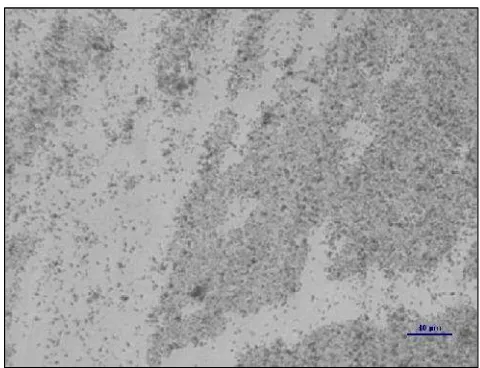 Gambar 4.3 Sel bakteri Bacillus firmus JR80berbentuk batang, Gram positif