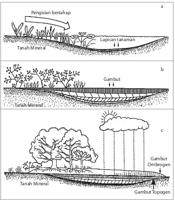 Gambar 1.  Skema proses pembentukan dan perkembangan ketebalan hamparan gambut pada suatu cekungan lahan basah: a