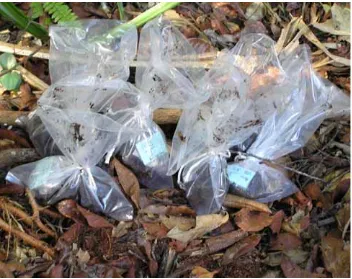 Gambar 9. Contoh gambut di dalam kantong plastik, dengan label yang lengkap dan tertutup rapat,  siap  diangkut ke laboratorium untuk analisis