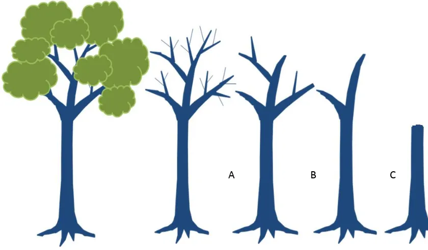 Gambar 6. Kategori kayu mati yang mempertimbangkan jumlah karbon tersisa: A: tersisa 90%; B: tersisa 80%; C: tersisa 70% dan D: bervariasi hingga tungul pohon 