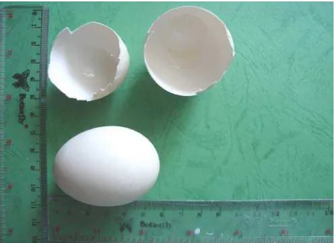 Gambar 3. Kulit Telur Ayam Ras 