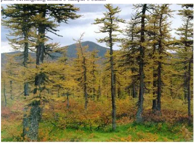 Gambar 7. Hutan Taiga
