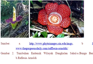 Gambar  2.  Tumbuhan  Endemik  Wilayah  Dangkalan  Sahul-a.Bunga  Bangkai,