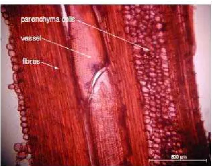 Gambar 3. Jaringan mikroskopis vascular bundlesparenkim, vessel, serat, dan phloem (foto oleh E