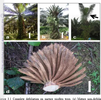Figure 3.1 Complete defoliation on mature pisifera trees. (a) Mature non-defoliated 
