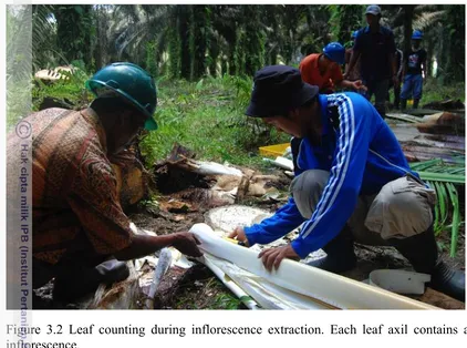 Figure 3.2 Leaf counting during inflorescence extraction. Each leaf axil contains an 