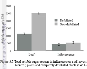 Figure 3.7 Total soluble sugar content in inflorescences and leaves from non defoliated 