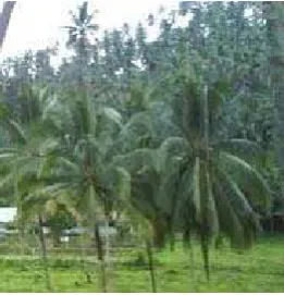 Gambar 1. Kelapa hibrida 