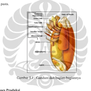 Gambar 5.1 : Gandum dan bagian-bagiannya 
