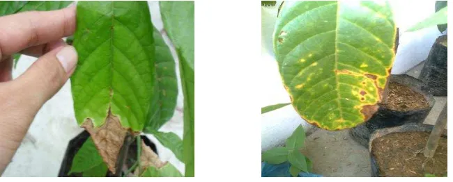 Gambar 4. Tanaman kakao yang terserang  Colletotrichum  sp.  