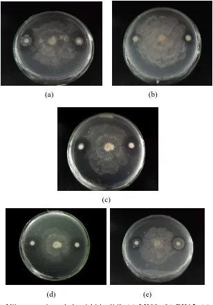 Gambar 6. Uji antagonisme bakteri kitinolitik (a) LK08, (b) BK15, (c) KR05, (d) BK13,  (e) BK17 terhadap Colletotrichum sp