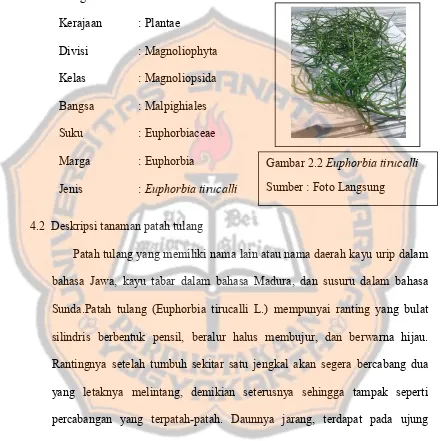 Gambar 2.2 Euphorbia tirucalli
