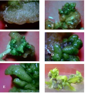 Gambar 2.     Tahapan perkembangan kalus cabai organogenik mulai dari tahap globular sampai membentuk tunas,  (A) – (E) tahapan globular                       sampai kotiledonary, (F) terbentuknya tunas 