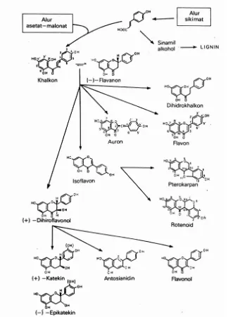 Gambar 3. Hubungan antar jenis monomer flavonoid.                            Sumber: Pustaka no 1.
