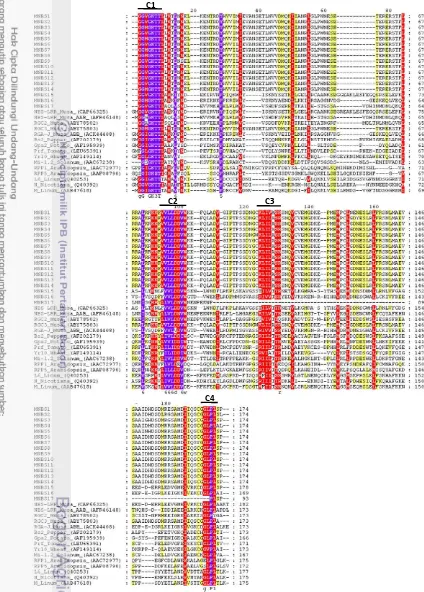 Gambar 16 Analisis pensejajaran sekuen prediksi asam amino MNBS dengan beberapa protein Musa NBS-LRR dan protein R yang terdeposit pada GenBank