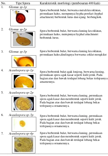 Tabel 3.1. Jenis spora hasil isolasi dari ekosistem kebun yang  ditanami jarak                    pagar di Desa Poboya Kota Palu Sulawesi Tengah  