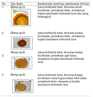 Tabel 3.2. Jenis spora hasil isolasi dari ekosistem alami yang di tanami jarak                     pagar di Desa Poboya Kota Palu Sulawesi Tengah 