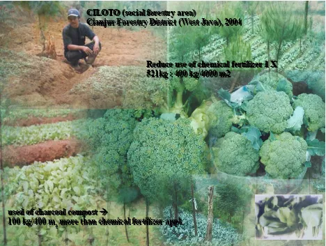 Gambar 3.  Aplikasi Arang Kompos Bio Aktif oleh petani pada tanaman tumpang sari di baweah tegakanPinus merkusii di Ciloto.