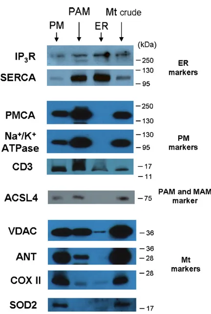 Fig. 2. Immunoblot analysis of protein components of subcellular fractions pre-VDAC, ANT, COXI, SOD2