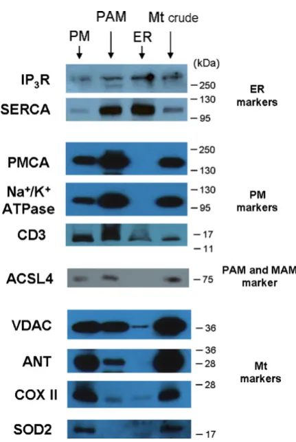 Fig. 2. Immunoblot analysis of protein components of subcellular fractions pre-VDAC, ANT, COXI, SOD2