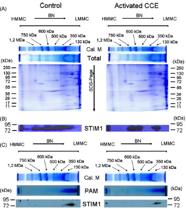Fig. 4. Blue Native Electrophoresis and Western blot analysis of the total cellular lysate and PAM fraction from Jurkat cells in resting state and after CCA activation
