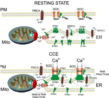 Fig. 6. Model of capacitative calcium entry initiated by aggregation o STIM1 present in PAM fraction in to high molecular weight complexes