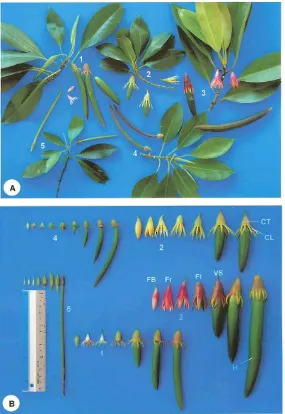 Gambar 1.7. Perbedaan buah dari spesies Bruguiera yang berbeda: 1: B. sexangulaA. batang dan buah dari Bruguiera, dan B