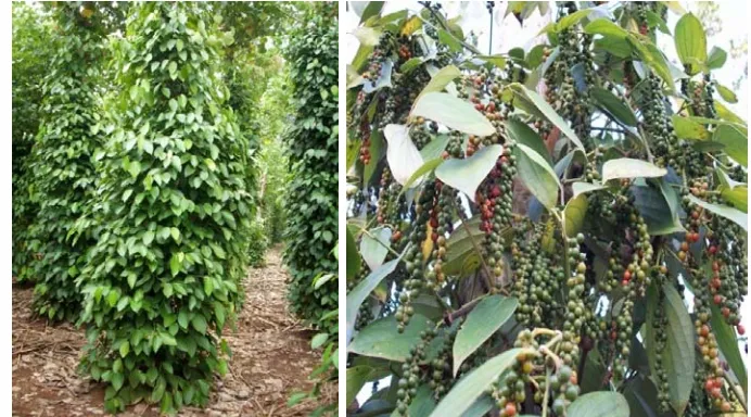 Figure 3.  Hybrid plants (left) and fruiting hybrid plant under adapatation test 