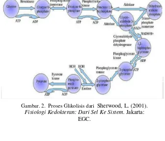 Gambar. 2.  Proses Glikolisis dari  Sherwood, L. (2001). 
