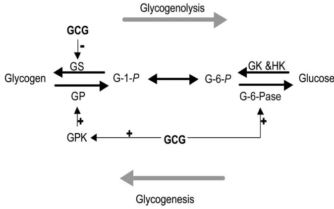 Gambar. 3.  Proses Glikogenolisis atau lisisnya glikogen dari  